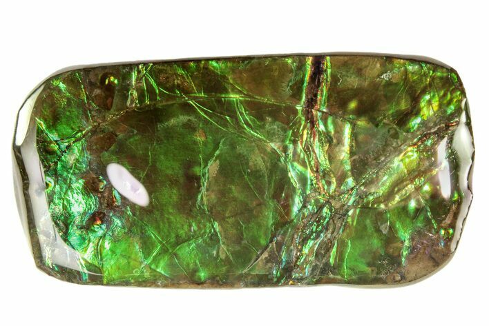 Iridescent Ammolite (Fossil Ammonite Shell) - Alberta #265108